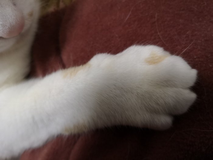 猫の手
※オーナーの猫ちゃんです