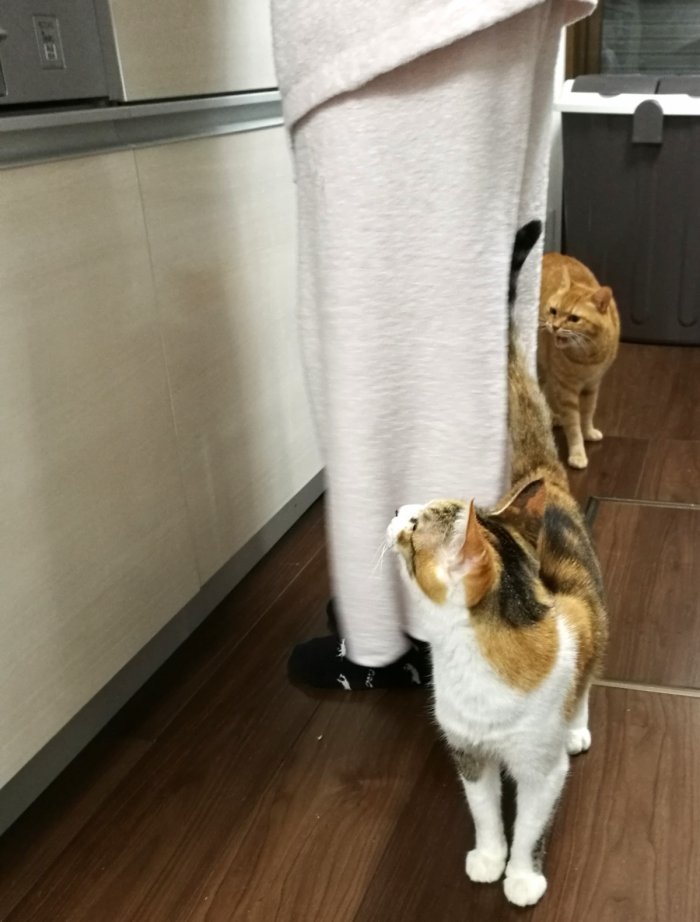 「オヤツ待ちきれないのにゃ!」
みんなちゅーる大好き♪