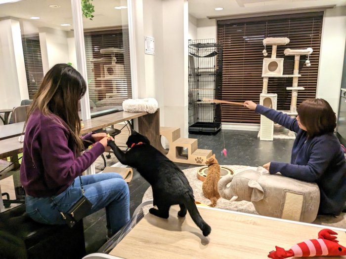 猫と猫好きのためのシェアハウス『にゃんこの森横浜』は猫カフェのような共用スペースで猫好き入居者同士が猫を囲んでコミュニケーションを楽しんでいます。
猫が大好きだけど自分では飼えない方も、経験者に囲まれてアドバイスをもらいながら飼い始めたい方も、猫飼育者同士の交流を楽しみたい方もぜひお楽しみください♪