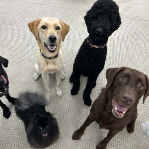 可愛いワンちゃん達がいます。