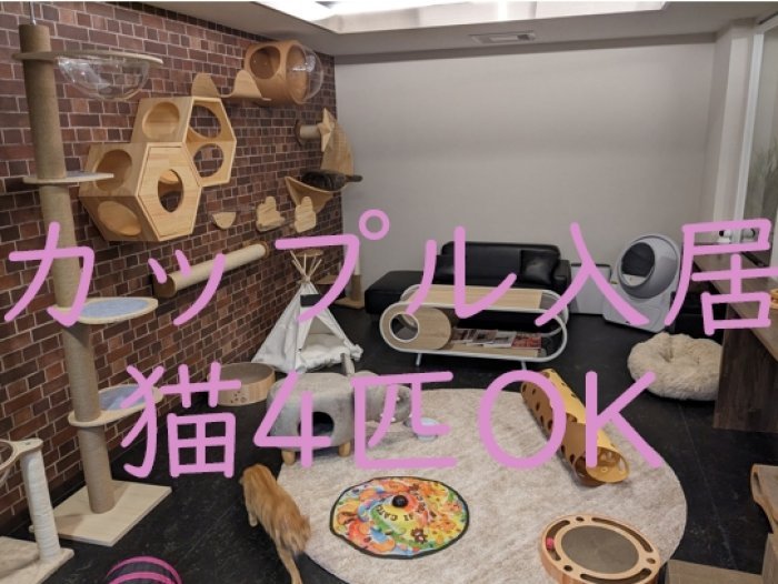 猫最大4匹まで一緒に入居できる12畳(20㎡)の広いお部屋で空室が発生しました!
カップル2名入居限定です。
シェアハウスでカップル+猫で入居できる大変貴重なお部屋です♪