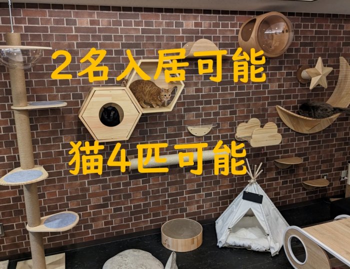 猫最大4匹まで一緒に入居できる12畳(20㎡)の広いお部屋で空室が発生しました!
カップル2名入居限定です。
シェアハウスでカップル+猫で入居できる大変貴重なお部屋です♪